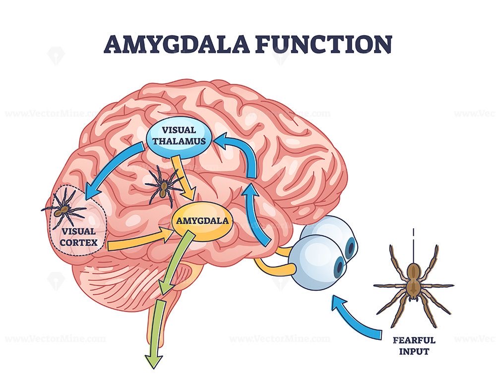 When the Past Still Hurts: How Your Amygdala Protects You (Even When You Don’t Realize It)